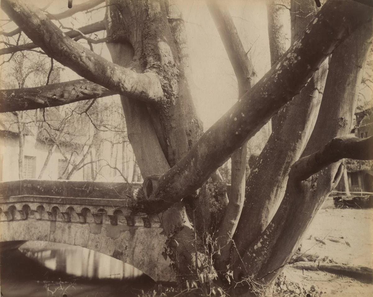Arbre, Trianon by Eugène Atget, photograph, 1910