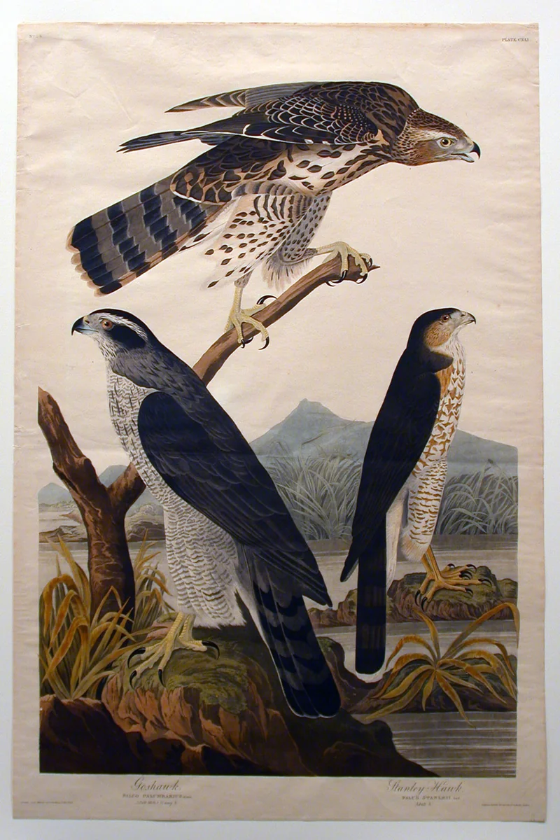 Goshawk, Stanley Hawk (No. 29) by John James Audubon, print, 1830