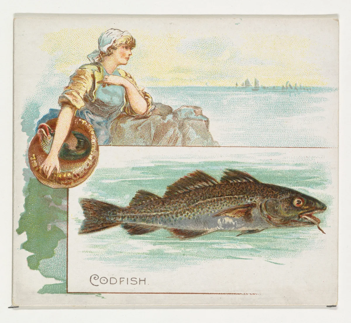 Codfish, from Fish from American Waters series (N39) for Allen & Ginter Cigarettes by Allen & Ginter, print, 1889