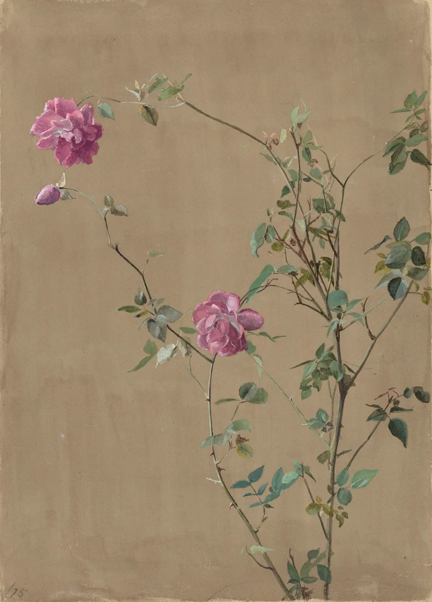 Pink Roses by Fidelia Bridges, drawing, 1875