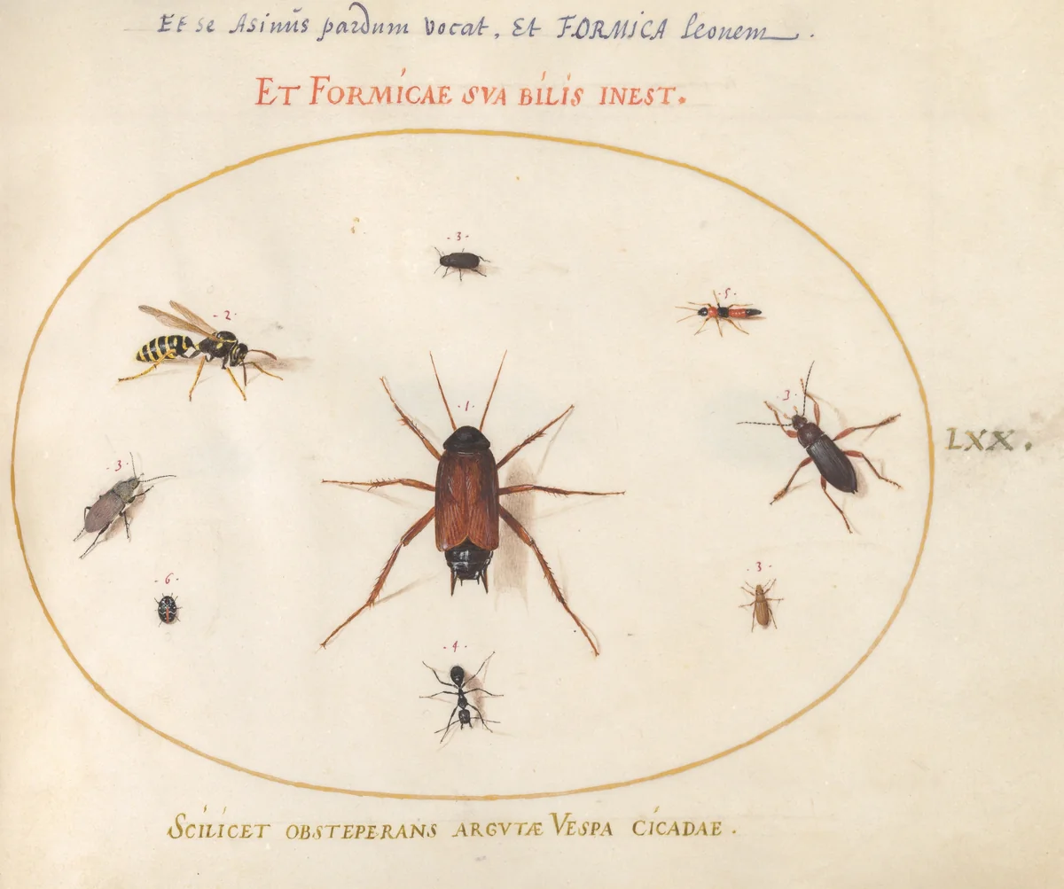 Plate 70: A Roach Surrounded by Insects by Joris Hoefnagel, drawing, 1570-1599