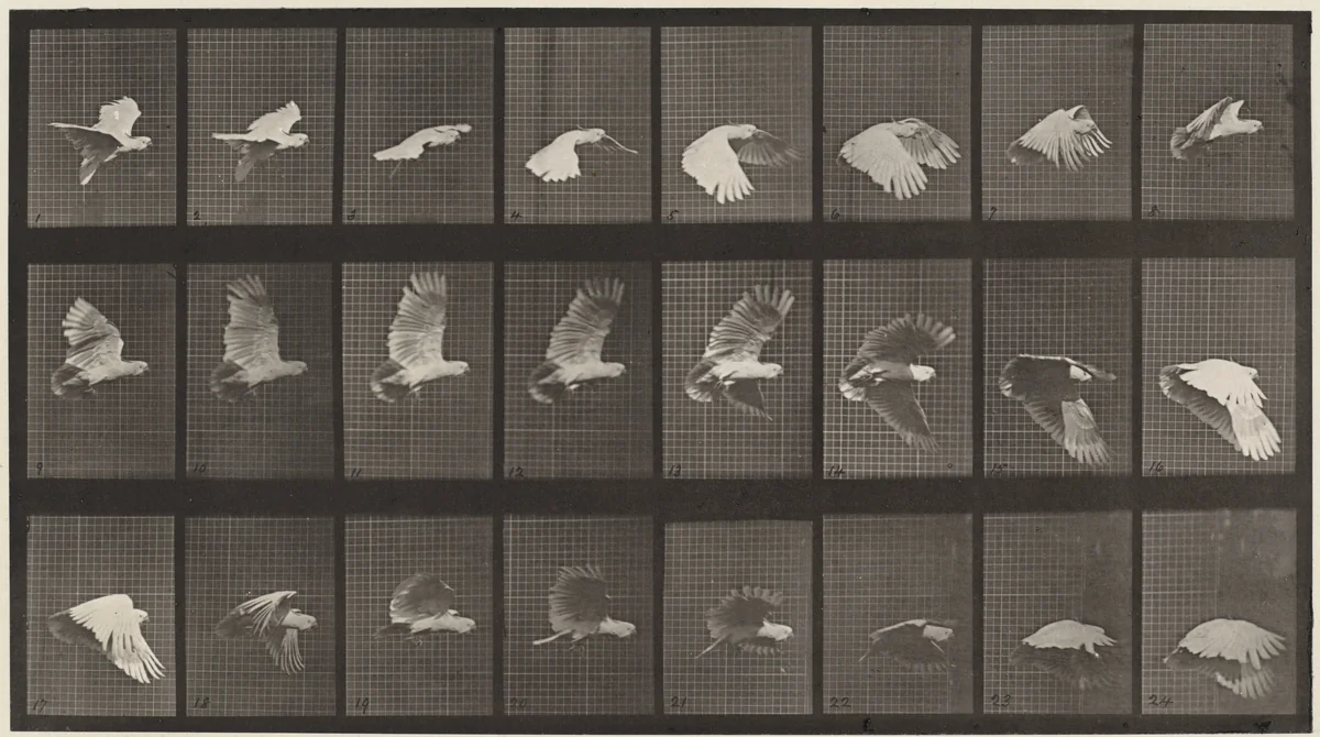 Plate Number 758. Cockatoo flying by Eadweard Muybridge, photograph, 1887