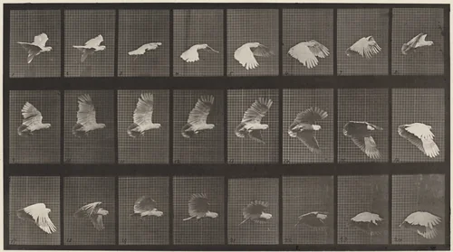 Plate Number 758. Cockatoo flying by Eadweard Muybridge, photograph, 1887