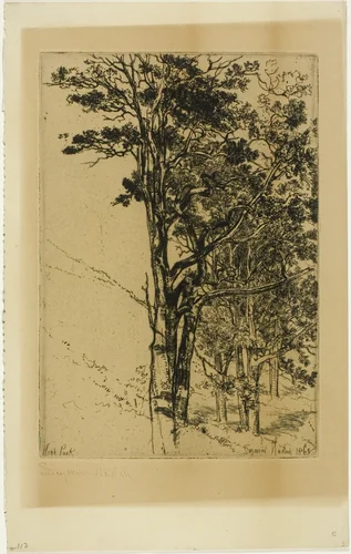 Firs (A Study) by Francis Seymour-Haden, print, 1868
