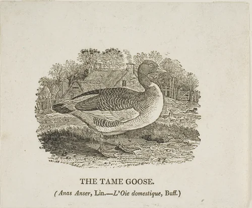 Tame Goose by Thomas Bewick, print, 1773-1828