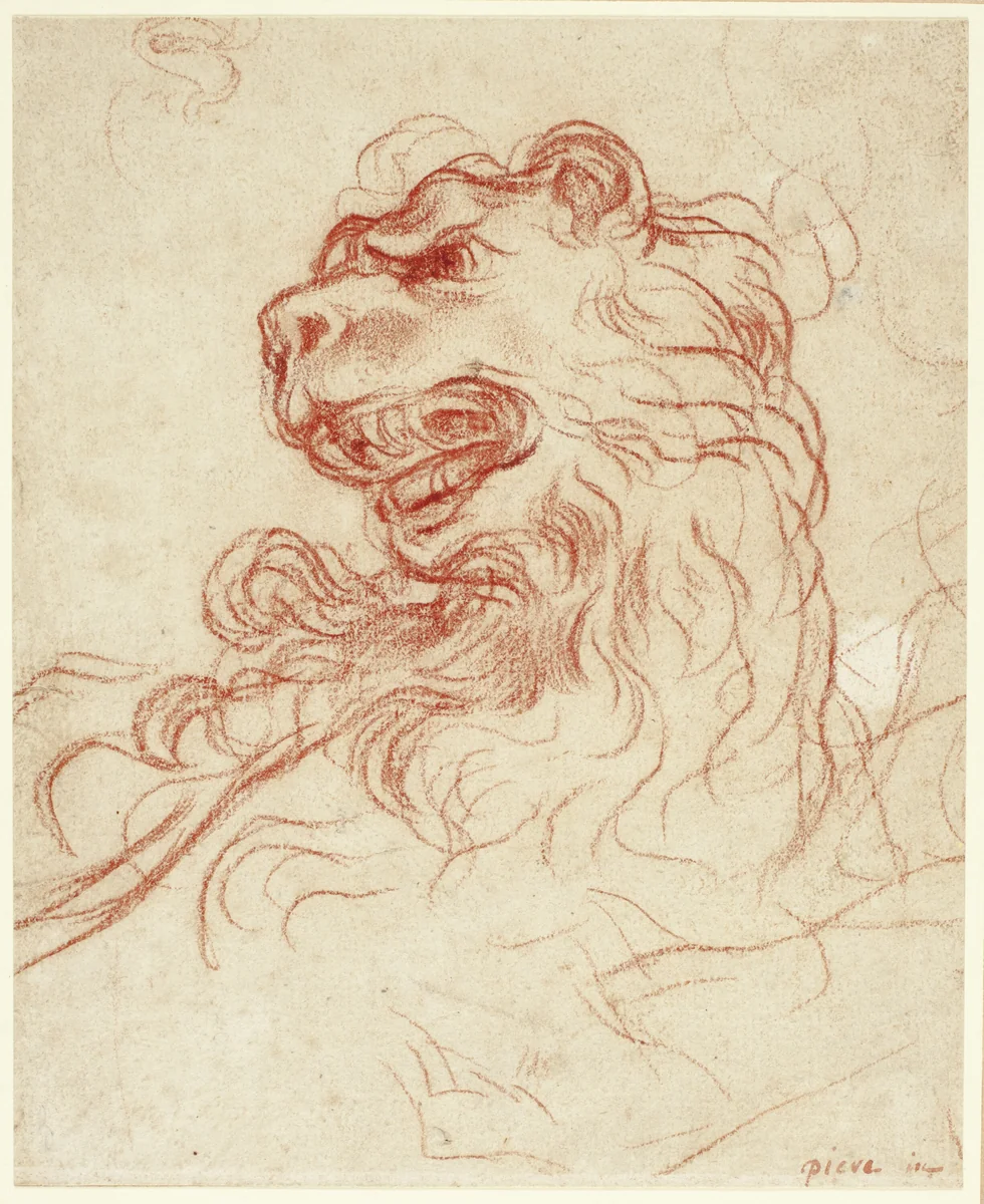 Study of the Head of a Lion by Baldassare Franceschini, drawing, 1631-1690