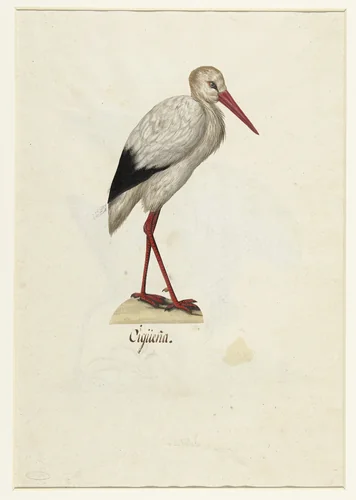 Ooievaar by anonymous, drawing, 1560-1585