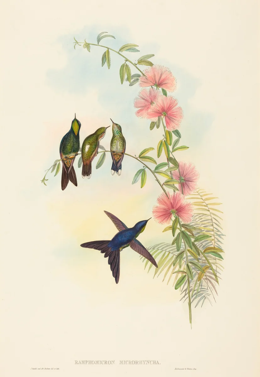Ramphomicron microrhyncha (Small-billed Thornbill) by John Gould, print, 1804-1881