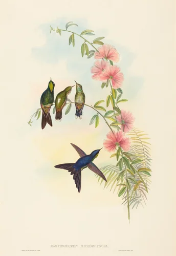 Ramphomicron microrhyncha (Small-billed Thornbill) by John Gould, print, 1804-1881