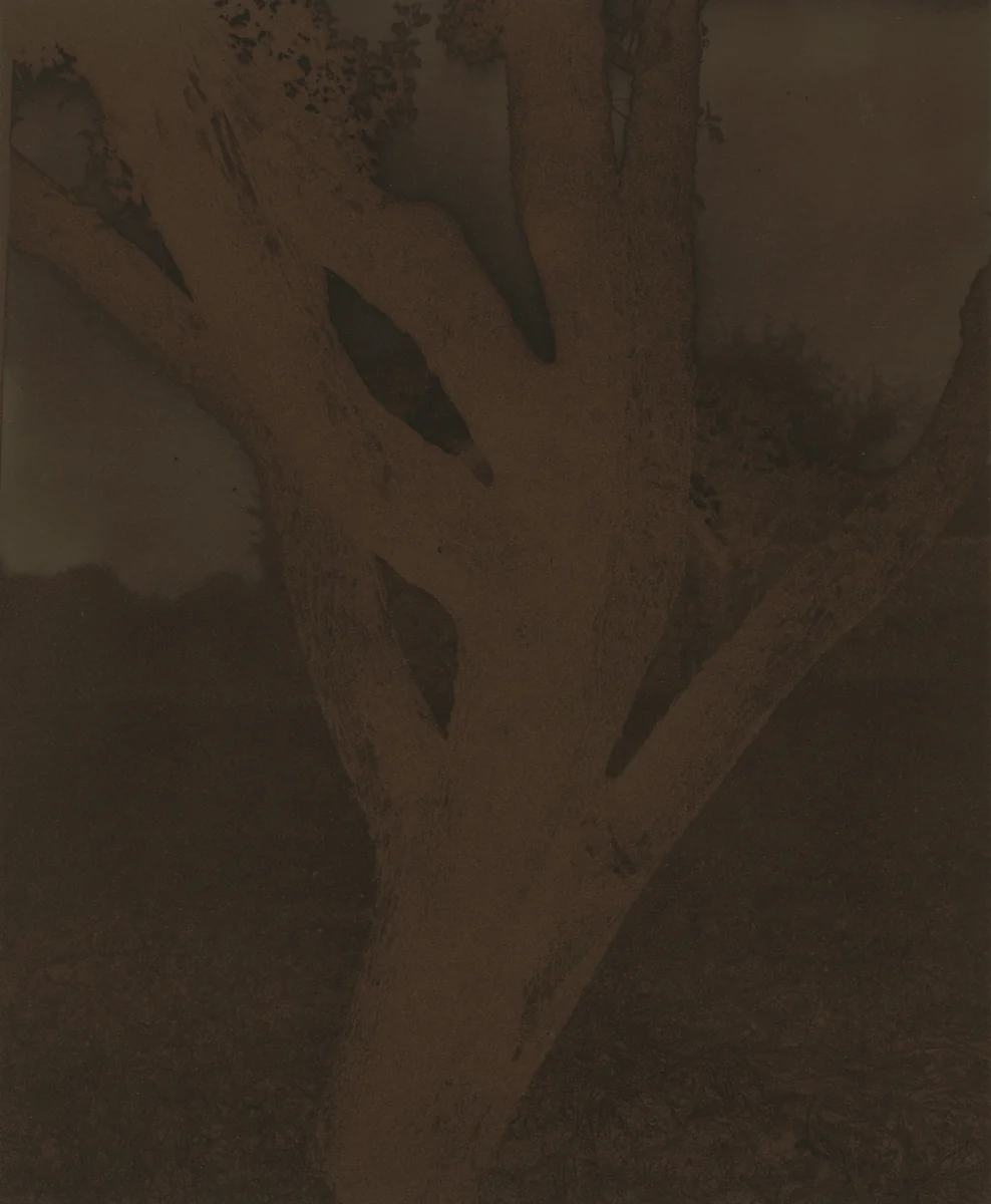 Apple Tree by Alfred Stieglitz, photograph, 1921