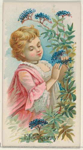 Elderberry, from the Fruits series (N12) for Allen & Ginter Cigarettes Brands by Allen & Ginter, print, 1891