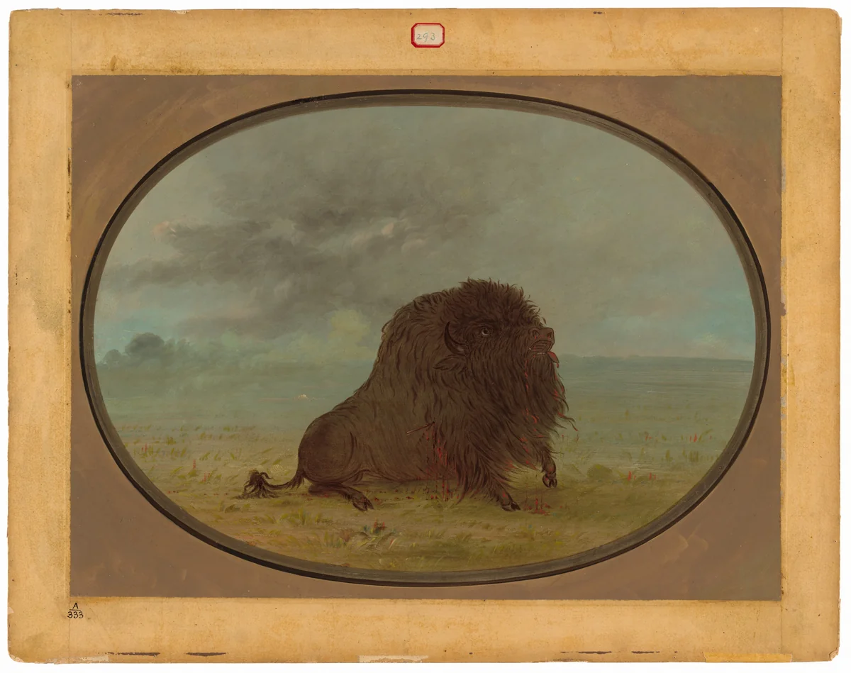 Dying Buffalo Bull by George Catlin, painting, 1861-1869
