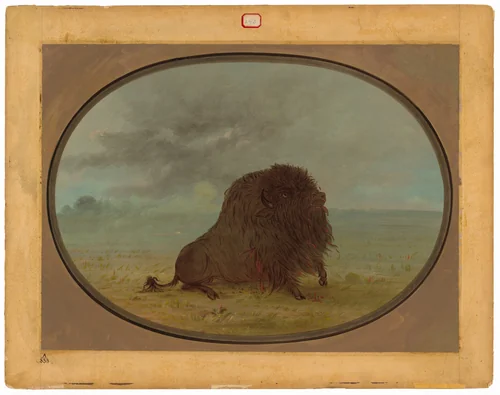 Dying Buffalo Bull by George Catlin, painting, 1861-1869