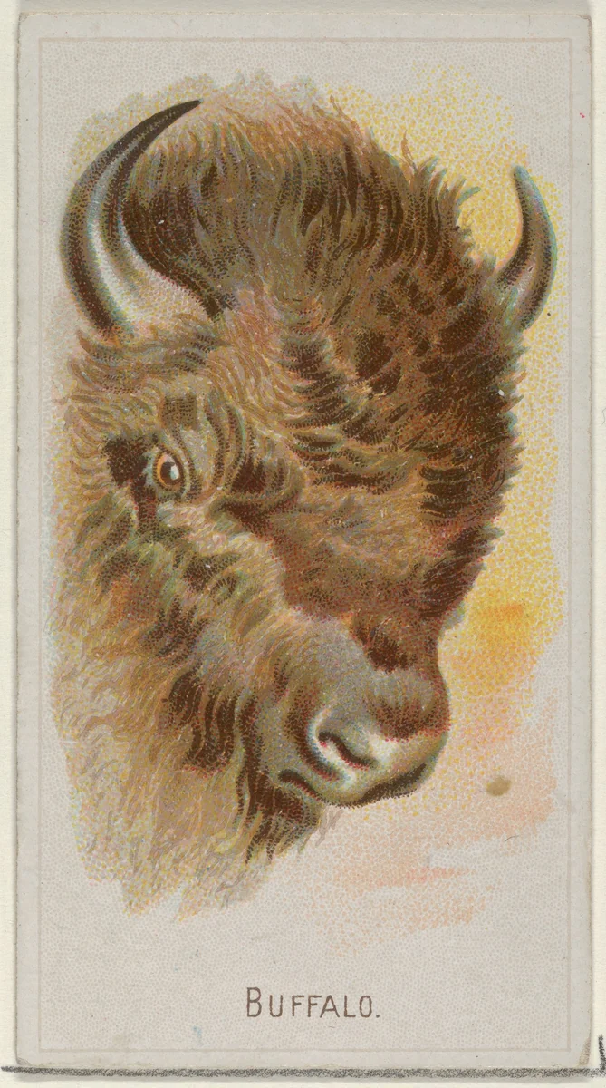 Buffalo, from the Wild Animals of the World series (N25) for Allen & Ginter Cigarettes by Allen & Ginter, print, 1888