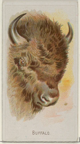 Buffalo, from the Wild Animals of the World series (N25) for Allen & Ginter Cigarettes by Allen & Ginter, print, 1888