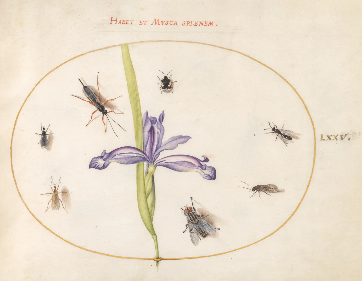Plate 75: A Fly and Other Insects with an Iris by Joris Hoefnagel, drawing, 1570-1599