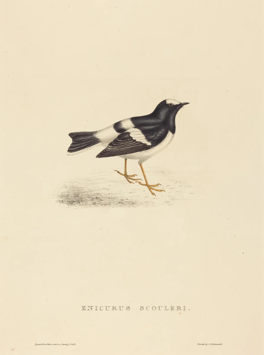 Enicurus Scouleri (Little Forktail) by Elizabeth Gould, print, 1804-1841