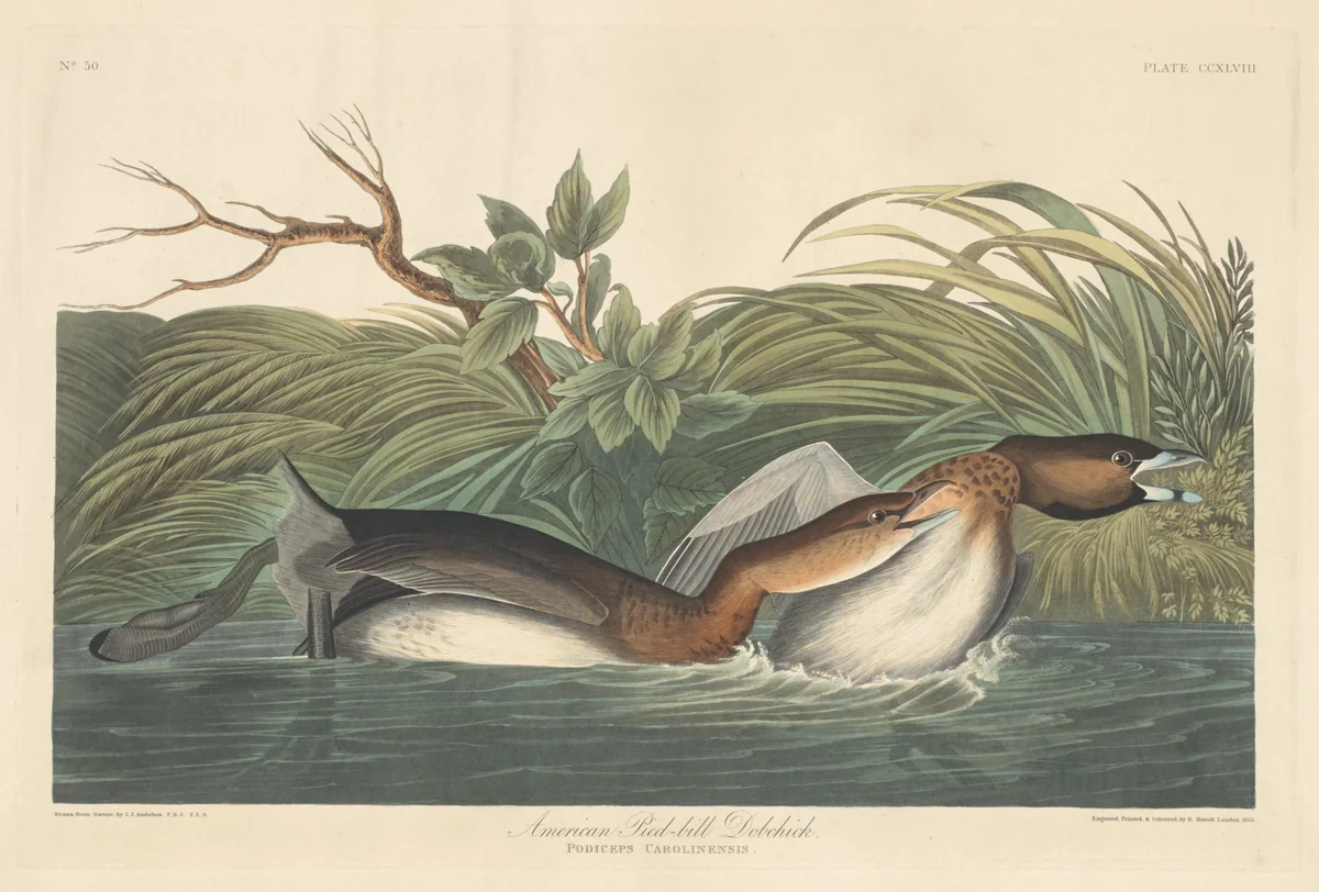 American Pied-Bill Dobchick by Robert Havell, Jr.; John James Audubon, print, 1835