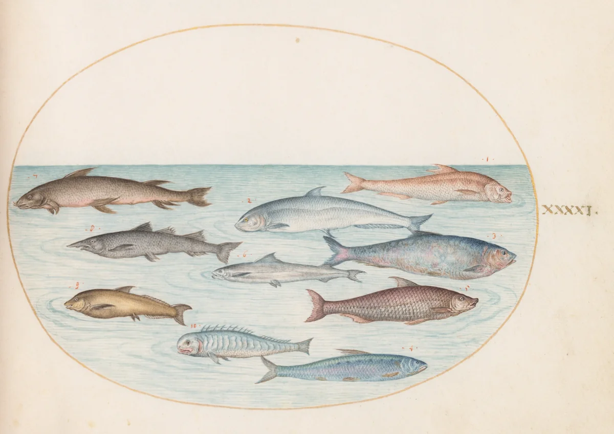 Plate 41: Whitefish(?) and Other Fish by Joris Hoefnagel, drawing, 1570-1599