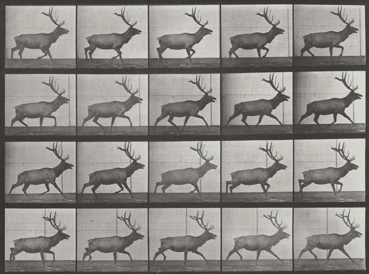 Plate Number 692. Elk trotting by Eadweard Muybridge, photograph, 1887