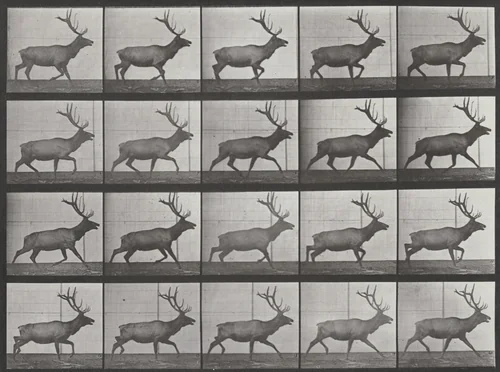 Plate Number 692. Elk trotting by Eadweard Muybridge, photograph, 1887