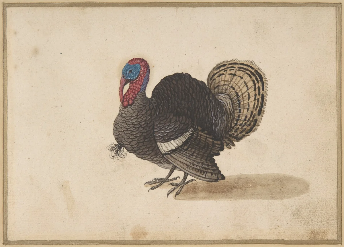 A Turkey by anonymous, drawing, 1600-1700