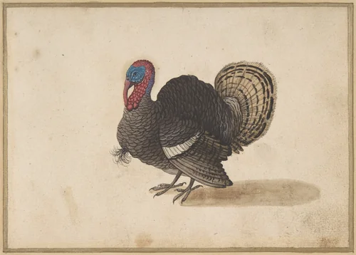 A Turkey by anonymous, drawing, 1600-1700