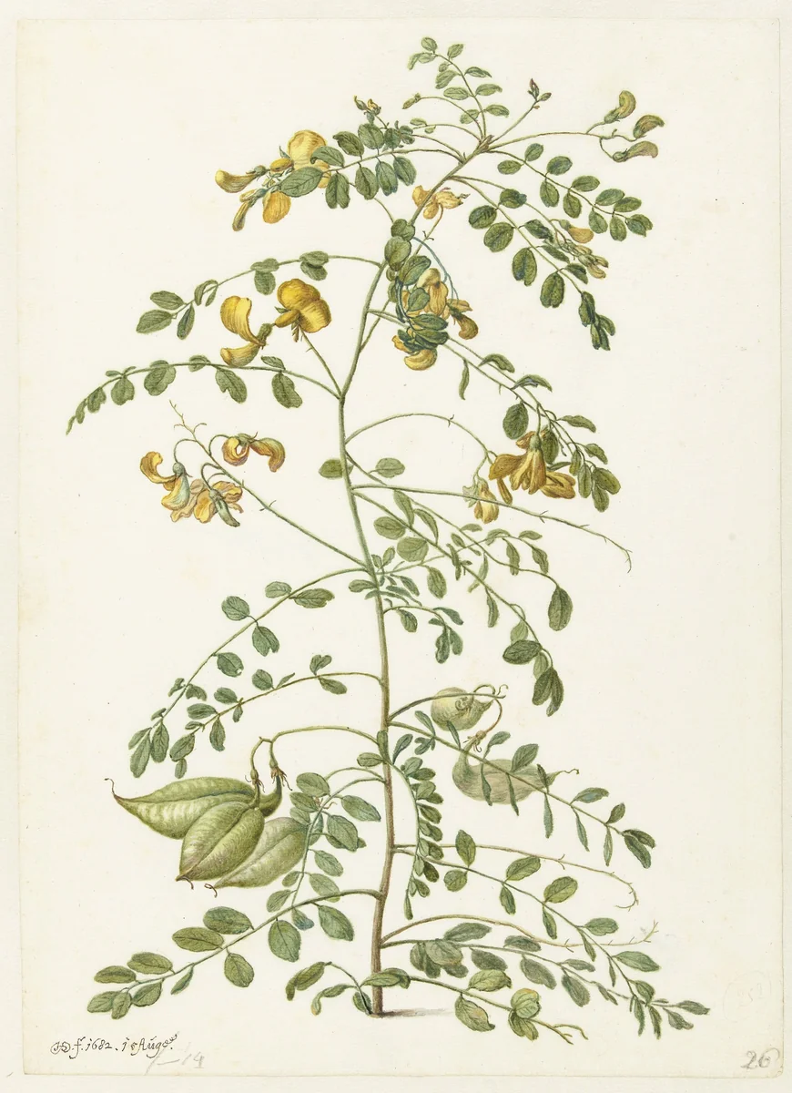 Bladder Senna and Sticky Catchfly by Herman Saftleven, drawing, 1682