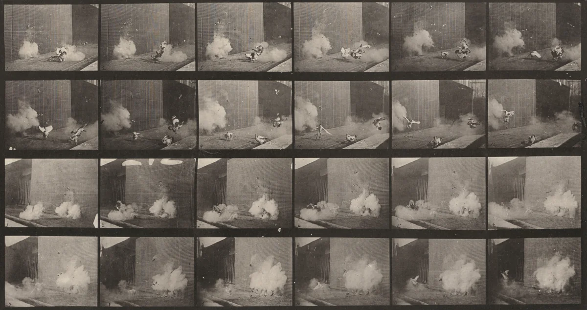 Plate Number 781. Chickens scared by a torpedo by Eadweard Muybridge, photograph, 1887