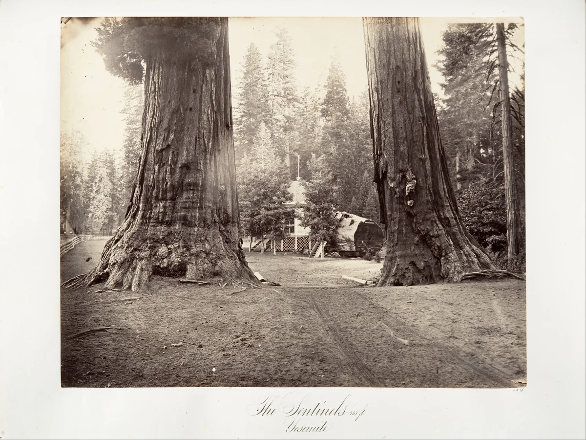 The Sentinels, 315 feet, Yosemite by Carleton E. Watkins, photograph, 1870-1874