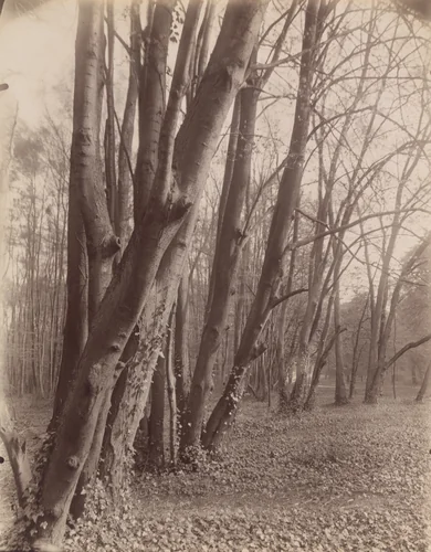 Saint-Cloud by Eugène Atget, photograph, 1926