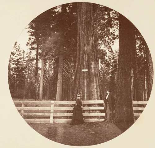 Auld Reckie. C. Grove by Carleton E. Watkins, photograph, 1876-1880