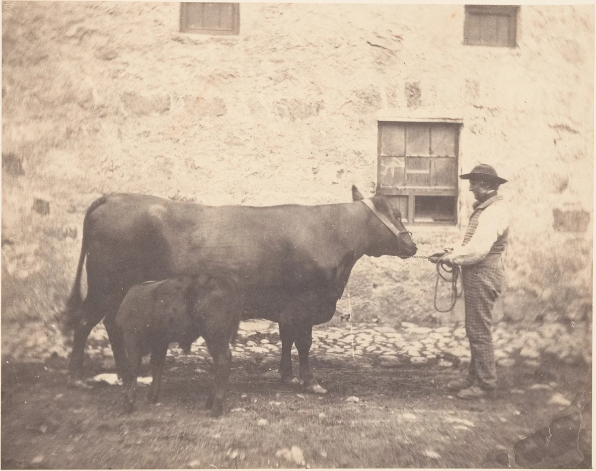 [Prize Cow and Calf] by Horatio Ross, photograph, 1859