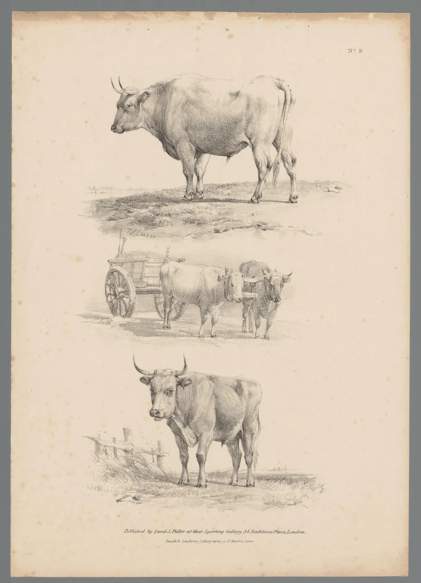 Drie voorstellingen van runderen by Thomas Sidney Cooper, print, 1837