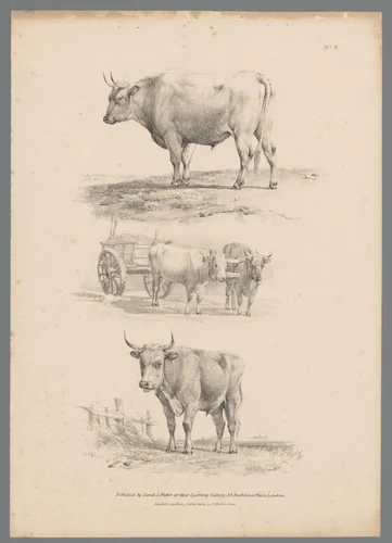 Drie voorstellingen van runderen by Thomas Sidney Cooper, print, 1837