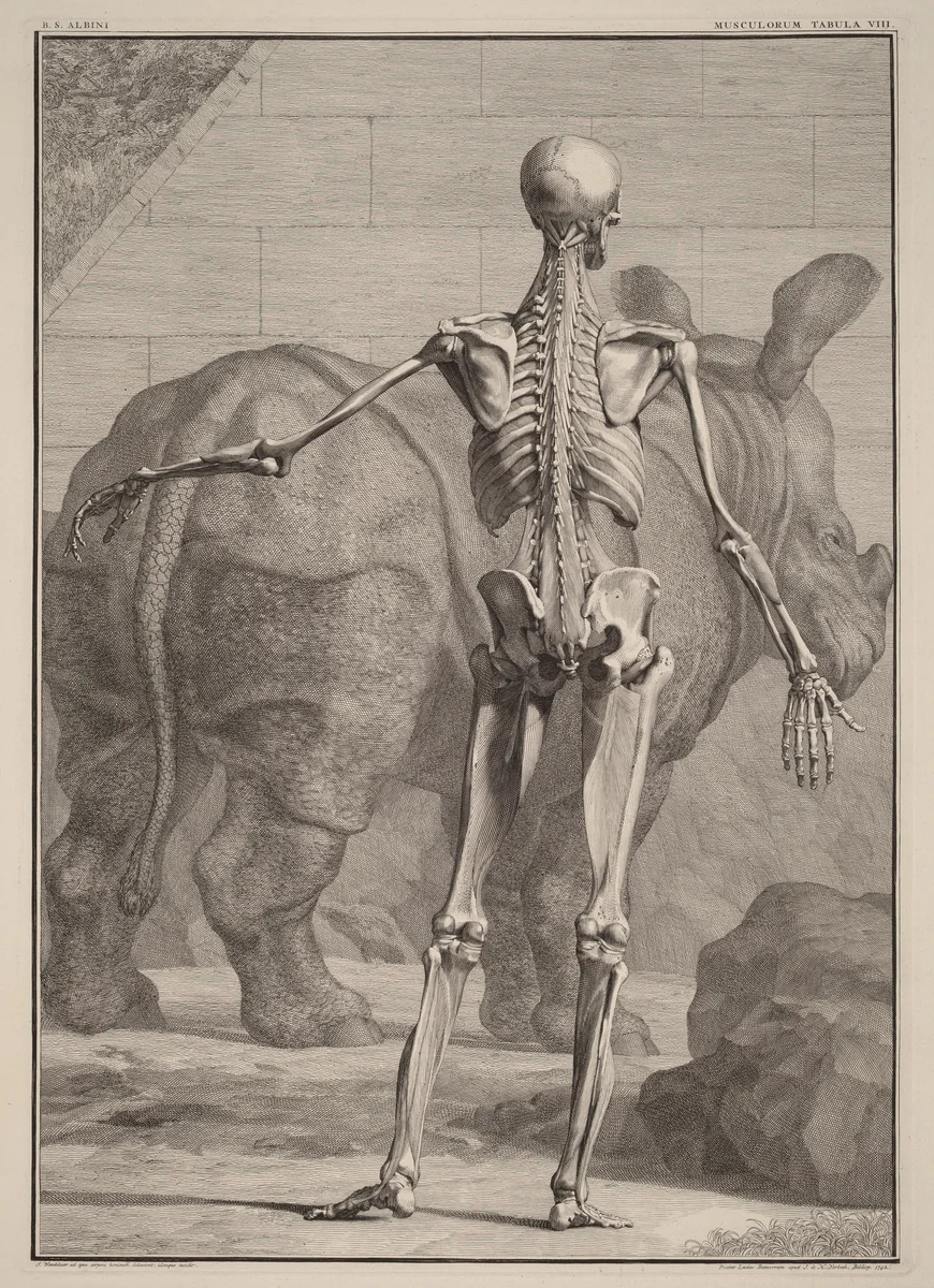 Musculorum Tabula VIII by Jan Wandelaar, print, 1690-1759