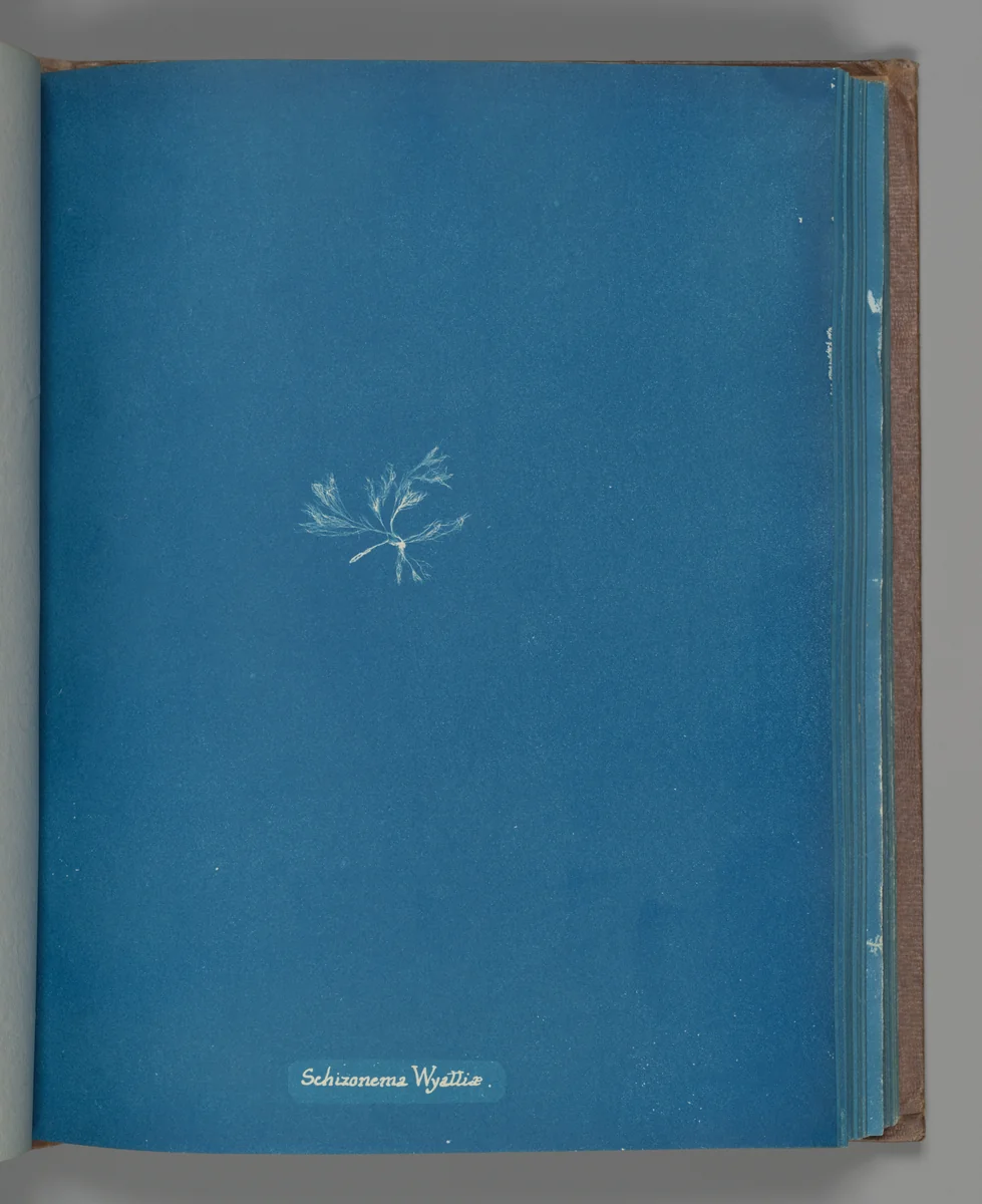Schizonema Wyattiæ by Anna Atkins, photograph, 1851-1855