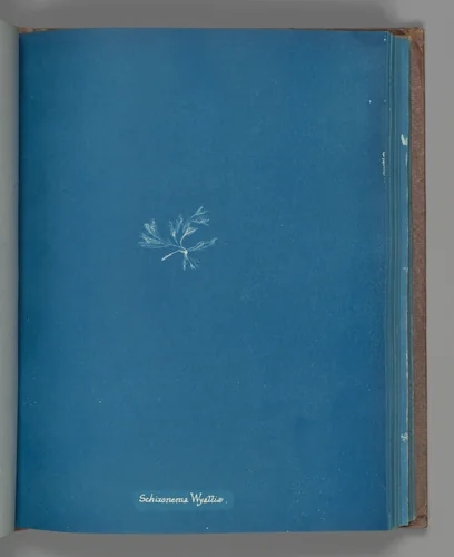 Schizonema Wyattiæ by Anna Atkins, photograph, 1851-1855