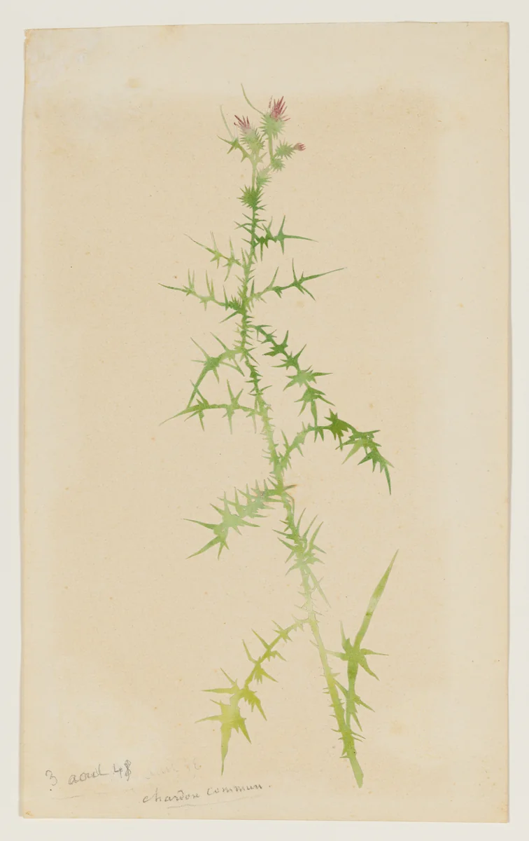 Common Thistle (Chardon Commun) by George Sand, drawing, 1848