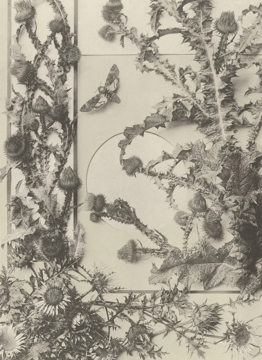 Page from Festons und Dekorative Gruppen by Unidentified Photographer, photograph, 1893