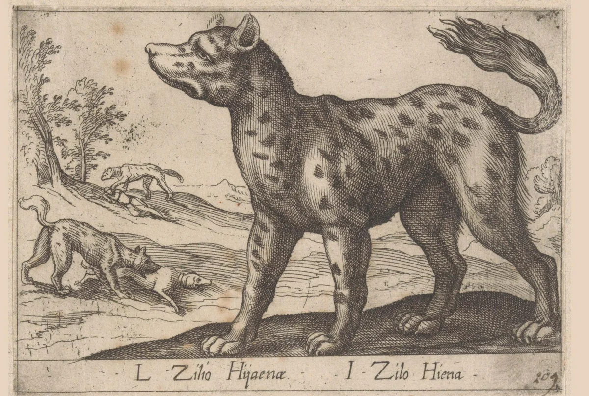Hyena by Antonio Tempesta, print, 1650