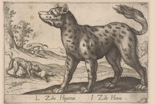 Hyena by Antonio Tempesta, print, 1650