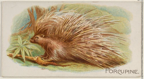 Porcupine, from the Quadrupeds series (N21) for Allen & Ginter Cigarettes by Allen & Ginter, print, 1890