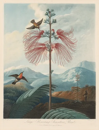 Large Flowering Sensitive Plant, Plate 16 by Joseph Constantine Stadler, print, 1799