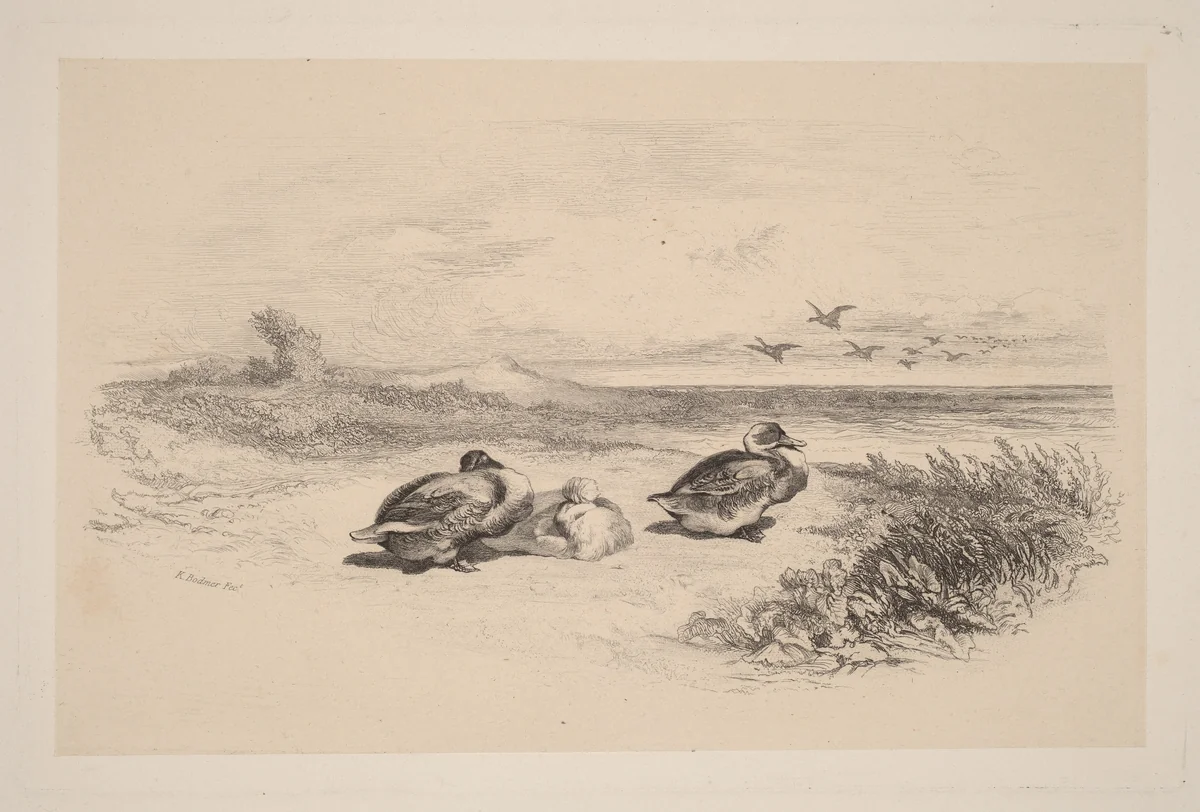 Canards Sauvages by Karl Bodmer, print, 1809-1893