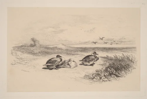 Canards Sauvages by Karl Bodmer, print, 1809-1893