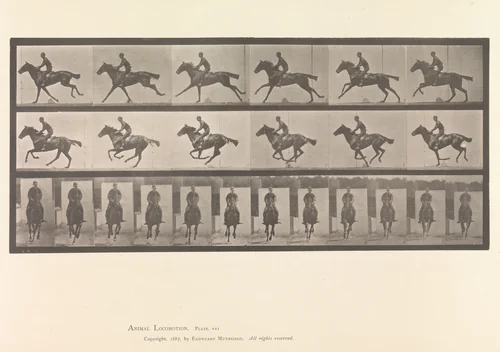 [Horse and Rider Galloping] by Eadweard Muybridge, photograph, 1883-1886