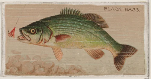 Black Bass, from the series Fishers and Fish (N74) for Duke brand cigarettes by Knapp & Company, print, 1888