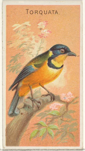 Torquata, from the Birds of the Tropics series (N5) for Allen & Ginter Cigarettes Brands by Allen & Ginter, print, 1889