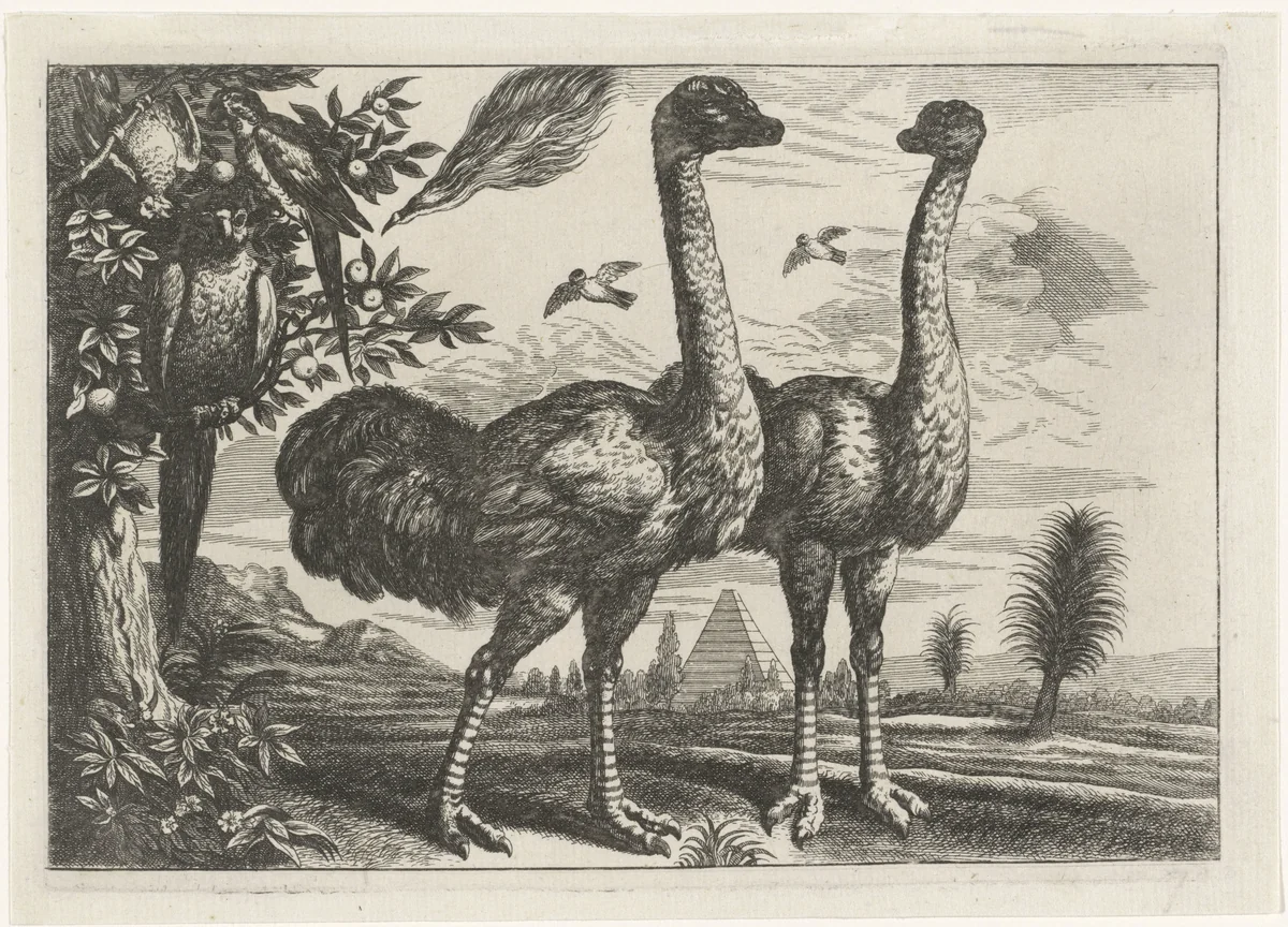 Twee struisvogels en enkele papegaaien by Robert Gaywood, print, 1662
